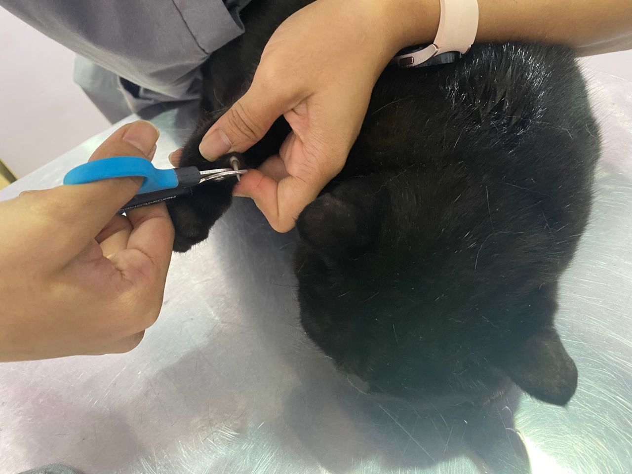 Professional pet grooming service