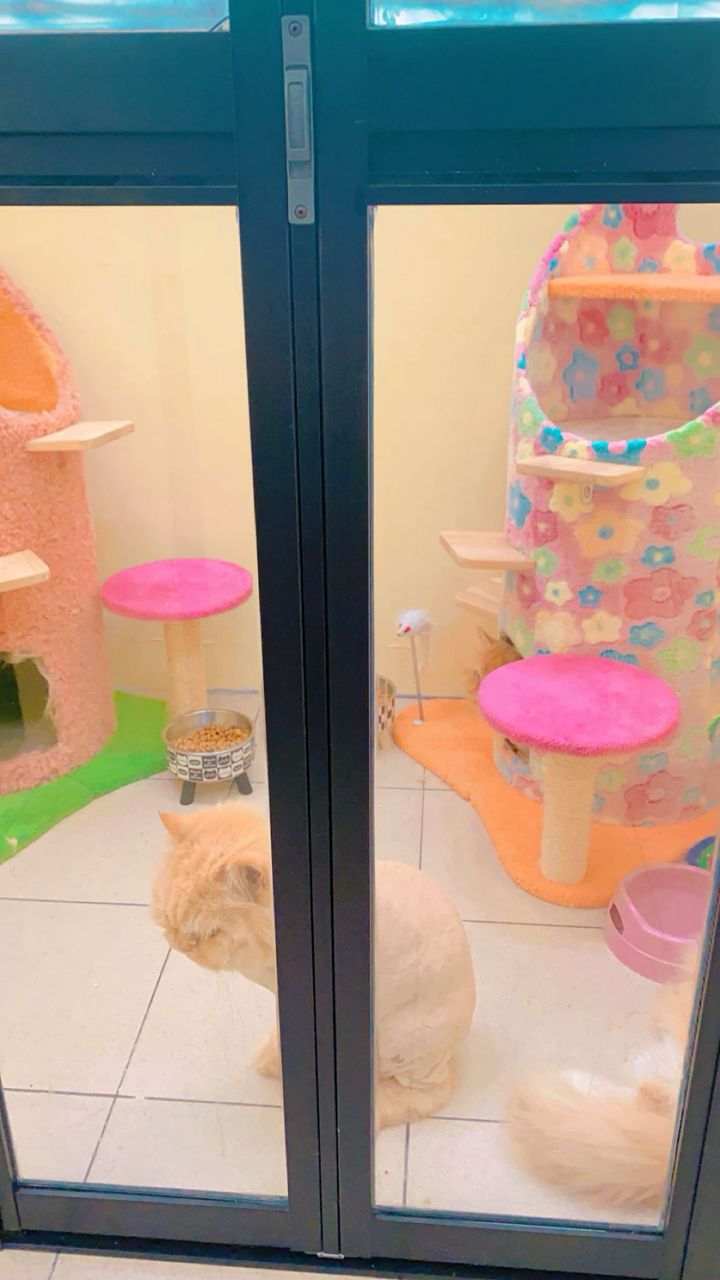 Pet boarding facility with comfortable accommodations