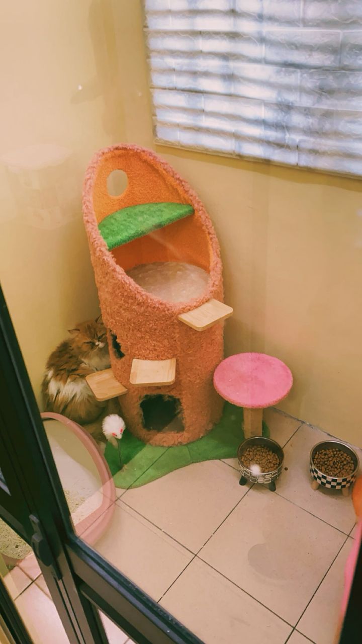 Pet boarding area with playful cats