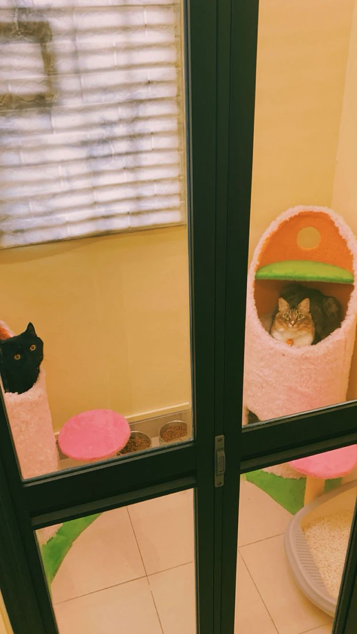 Cozy pet boarding spaces